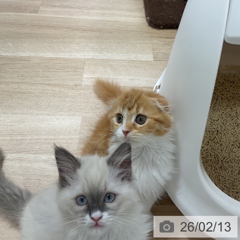 福岡県のスコティッシュフォールド (ペットプラス 香椎浜店/2025年11月15日生まれ/女の子/レッドタビーホワイト)の子猫の3枚目の画像