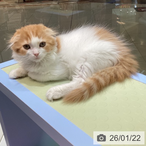 熊本県のスコティッシュフォールド (ペットプラス 熊本店/2025年11月15日生まれ/女の子/レッドタビーホワイト)の子猫の3枚目の画像