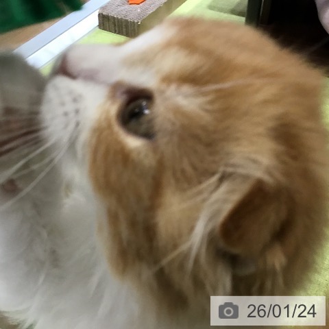 沖縄県のスコティッシュフォールド (ペットプラス 沖縄ライカム店/2025年11月15日生まれ/女の子/レッドタビーホワイト)の子猫の4枚目の画像