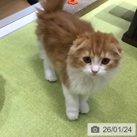 沖縄県のスコティッシュフォールド (ペットプラス 沖縄ライカム店/2025年11月15日生まれ/女の子/レッドタビーホワイト)の子猫の3枚目の画像