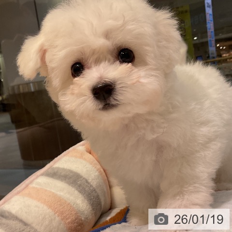 愛知県のビションフリーゼ (ペットプラス 岡崎店/2025年11月6日生まれ/男の子/ホワイト)の子犬の3枚目の画像