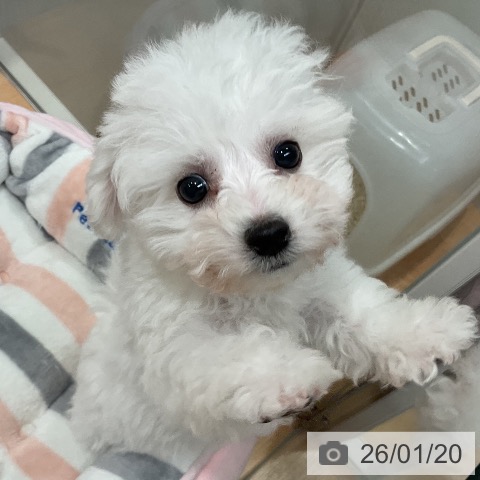 愛知県のビションフリーゼ (ペットプラス 名古屋茶屋店/2025年11月6日生まれ/男の子/ホワイト)の子犬の4枚目の画像