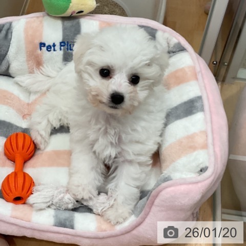 愛知県のビションフリーゼ (ペットプラス 名古屋茶屋店/2025年11月6日生まれ/男の子/ホワイト)の子犬の3枚目の画像