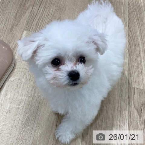 岐阜県のビションフリーゼ (ペットプラス 各務原店/2025年11月6日生まれ/男の子/ホワイト)の子犬の4枚目の画像