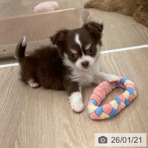 福井県のチワワ(ロング) (ペットプラス 福井店/2025年11月19日生まれ/男の子/チョコレートクリームホワイト)の子犬の4枚目の画像