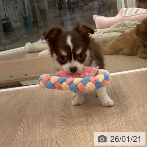 福井県のチワワ(ロング) (ペットプラス 福井店/2025年11月19日生まれ/男の子/チョコレートクリームホワイト)の子犬の4枚目の画像