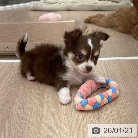 福井県のチワワ(ロング) (ペットプラス 福井店/2025年11月19日生まれ/男の子/チョコレートクリームホワイト)の子犬の3枚目の画像