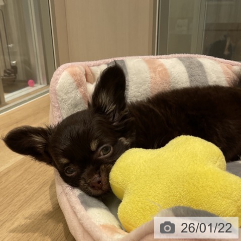 三重県のチワワ(ロング) (ペットプラス 鈴鹿店/2025年11月19日生まれ/男の子/チョコレートタン)の子犬の3枚目の画像