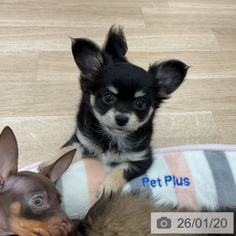 愛知県のチワワ(ロング) (ペットプラス mozoワンダーシティ店/2025年11月19日生まれ/女の子/ブラックタンクリーム)の子犬の4枚目の画像