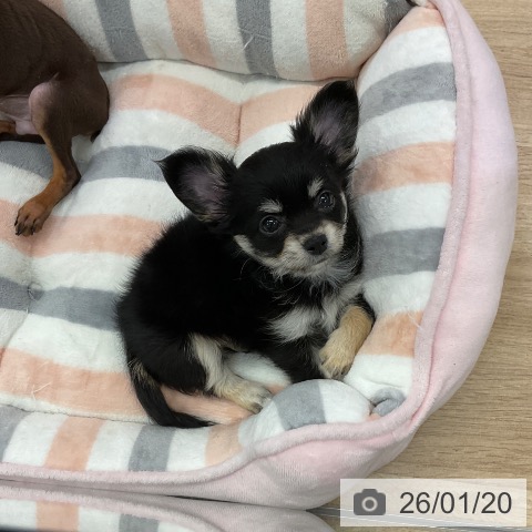 愛知県のチワワ(ロング) (ペットプラス mozoワンダーシティ店/2025年11月19日生まれ/女の子/ブラックタンクリーム)の子犬の3枚目の画像