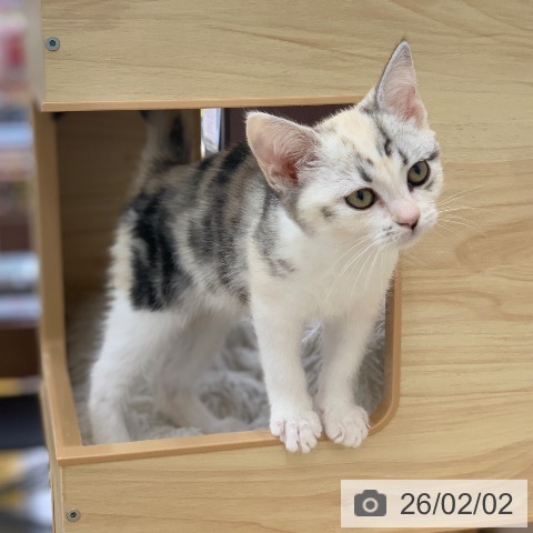 岐阜県のスコティッシュフォールド (ペットプラス 光ケ丘店/2025年11月13日生まれ/女の子/シルバーパッチドタビーホワイト)の子猫の4枚目の画像
