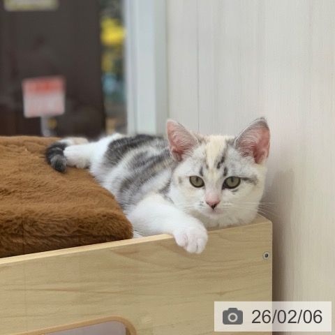 岐阜県のスコティッシュフォールド (ペットプラス 光ケ丘店/2025年11月13日生まれ/女の子/シルバーパッチドタビーホワイト)の子猫の4枚目の画像