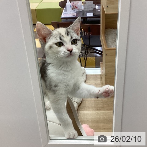 岐阜県のスコティッシュフォールド (ペットプラス 光ケ丘店/2025年11月13日生まれ/女の子/シルバーパッチドタビーホワイト)の子猫の4枚目の画像