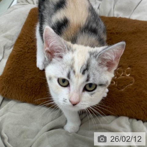 岐阜県のスコティッシュフォールド (ペットプラス 光ケ丘店/2025年11月13日生まれ/女の子/シルバーパッチドタビーホワイト)の子猫の4枚目の画像