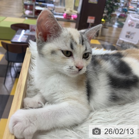 岐阜県のスコティッシュフォールド (ペットプラス 光ケ丘店/2025年11月13日生まれ/女の子/シルバーパッチドタビーホワイト)の子猫の4枚目の画像