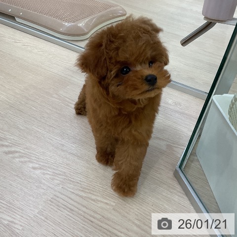 愛知県のトイプードル(トイ) (ペットプラス ナゴヤドーム前店/2025年11月18日生まれ/男の子/レッド)の子犬の4枚目の画像