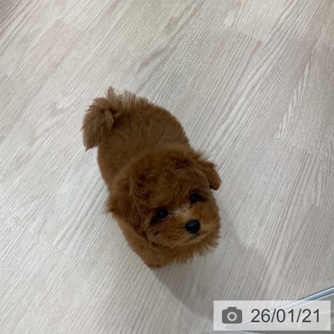 愛知県のトイプードル(トイ) (ペットプラス ナゴヤドーム前店/2025年11月18日生まれ/男の子/レッド)の子犬の3枚目の画像