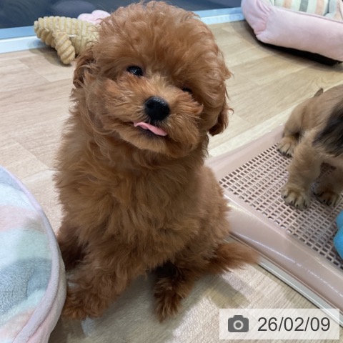 トイ・プードルの写真