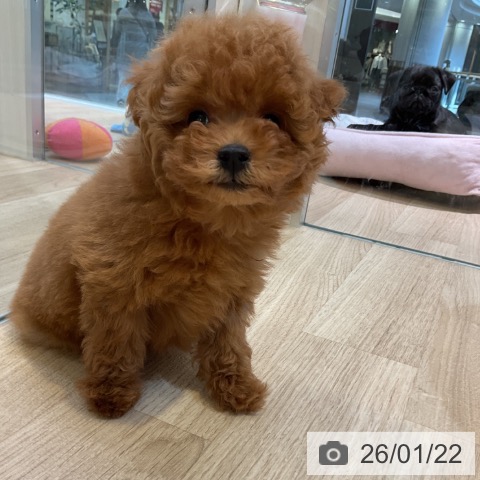 愛知県のトイプードル(トイ) (ペットプラス 岡崎店/2025年11月18日生まれ/女の子/レッド)の子犬の3枚目の画像