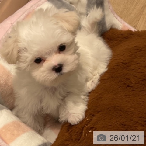三重県のマルチーズ (ペットプラス 鈴鹿店/2025年11月15日生まれ/男の子/ホワイト)の子犬の4枚目の画像