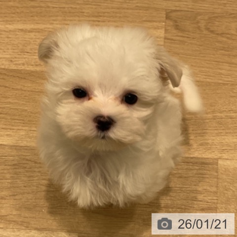 三重県のマルチーズ (ペットプラス 鈴鹿店/2025年11月15日生まれ/男の子/ホワイト)の子犬の3枚目の画像