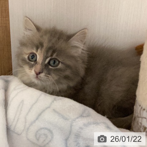 岐阜県のサイベリアン (ペットプラス 各務原店/2025年11月18日生まれ/女の子/ブルーパッチドタビー)の子猫の4枚目の画像