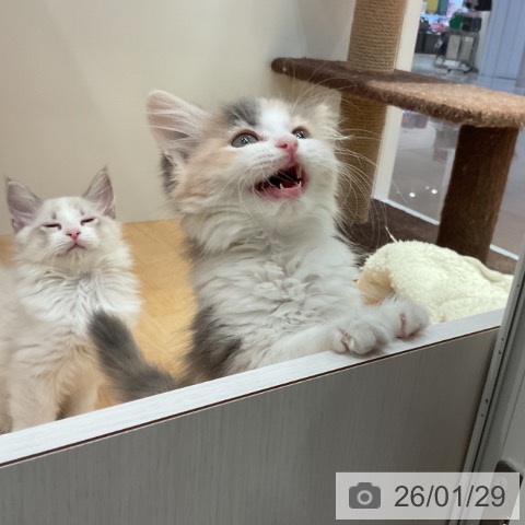 サイベリアンの写真