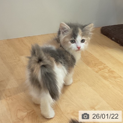 愛知県のサイベリアン (ペットプラス 名古屋茶屋店/2025年11月18日生まれ/女の子/ダイリュートキャリコ)の子猫の4枚目の画像