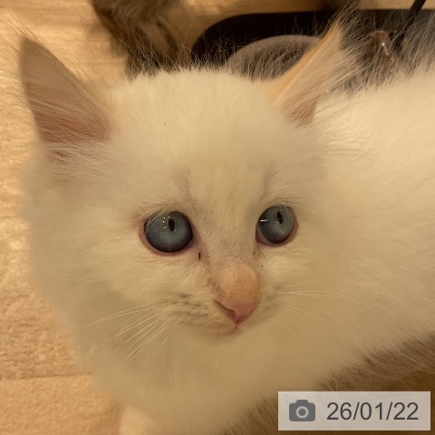 三重県のサイベリアン (ペットプラス 鈴鹿店/2025年11月20日生まれ/男の子/クリームポイント)の子猫の4枚目の画像