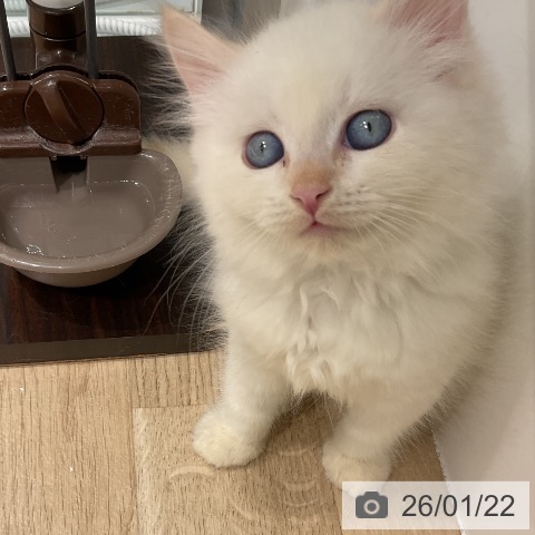 三重県のサイベリアン (ペットプラス 鈴鹿店/2025年11月20日生まれ/男の子/クリームポイント)の子猫の3枚目の画像