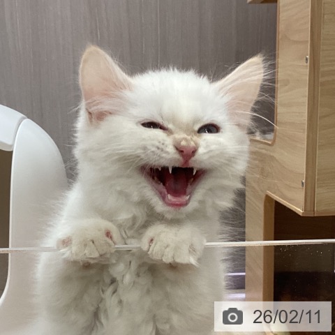 石川県のサイベリアン (ペットプラス かほく店/2025年11月20日生まれ/男の子/クリームポイント)の子猫の3枚目の画像