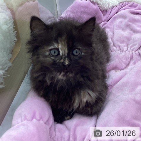 愛知県のサイベリアン (ペットプラス 千音寺店/2025年11月20日生まれ/女の子/トーティー)の子猫の4枚目の画像