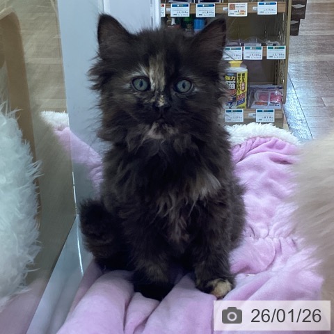 愛知県のサイベリアン (ペットプラス 千音寺店/2025年11月20日生まれ/女の子/トーティー)の子猫の3枚目の画像
