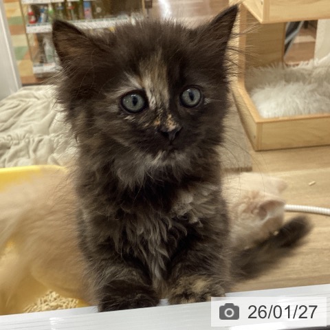 愛知県のサイベリアン (ペットプラス 千音寺店/2025年11月20日生まれ/女の子/トーティー)の子猫の3枚目の画像