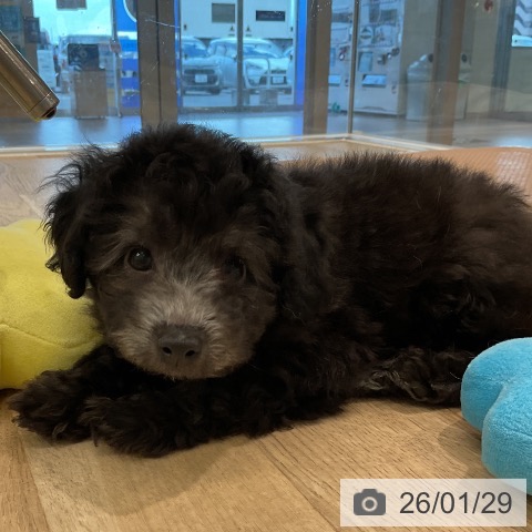 トイ・プードルの写真