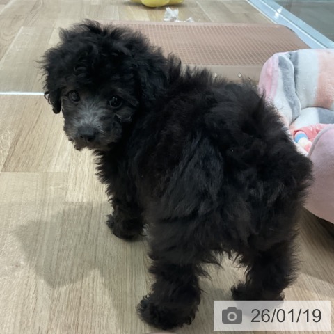 愛知県のトイプードル(トイ) (ペットプラス 熱田店/2025年11月18日生まれ/男の子/シルバー)の子犬の4枚目の画像