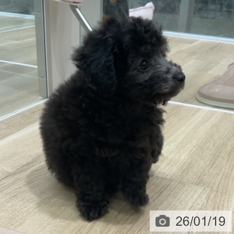 愛知県のトイプードル(トイ) (ペットプラス 熱田店/2025年11月18日生まれ/男の子/シルバー)の子犬の3枚目の画像