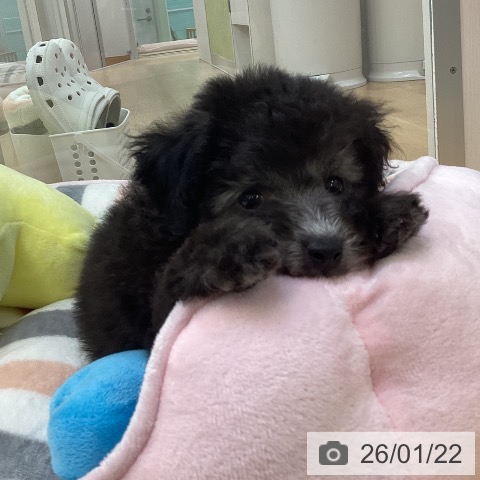 愛知県のトイプードル(トイ) (ペットプラス 三好店/2025年11月18日生まれ/男の子/シルバー)の子犬の3枚目の画像