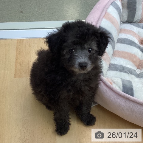 愛知県のトイプードル(トイ) (ペットプラス 三好店/2025年11月18日生まれ/男の子/シルバー)の子犬の3枚目の画像