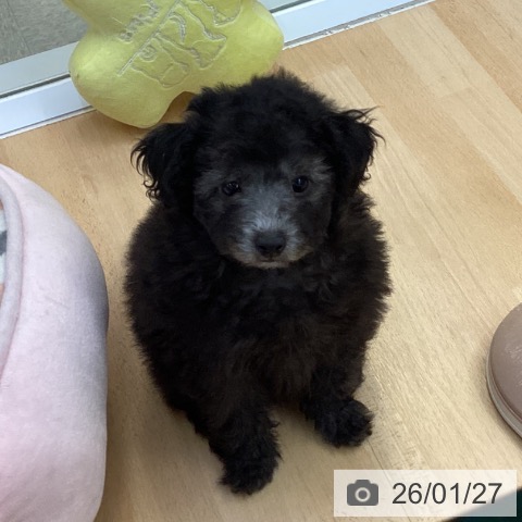 愛知県のトイプードル(トイ) (ペットプラス 三好店/2025年11月18日生まれ/男の子/シルバー)の子犬の3枚目の画像