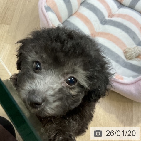愛知県のトイプードル(トイ) (ペットプラス mozoワンダーシティ店/2025年11月18日生まれ/男の子/シルバー)の子犬の4枚目の画像