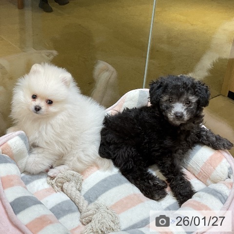 トイ・プードルの写真