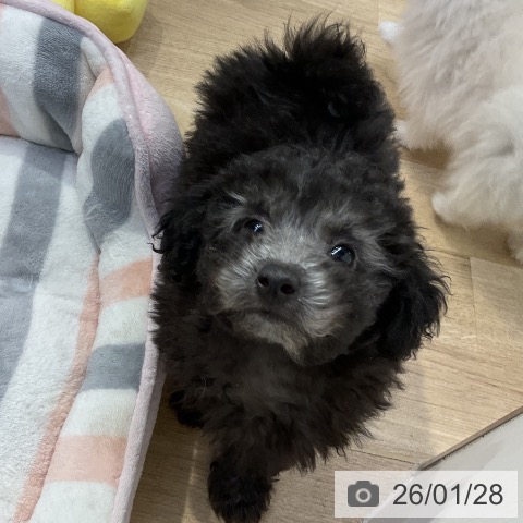 愛知県のトイプードル(トイ) (ペットプラス mozoワンダーシティ店/2025年11月18日生まれ/男の子/シルバー)の子犬の4枚目の画像