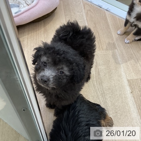 愛知県のトイプードル(トイ) (ペットプラス mozoワンダーシティ店/2025年11月18日生まれ/男の子/シルバー)の子犬の3枚目の画像