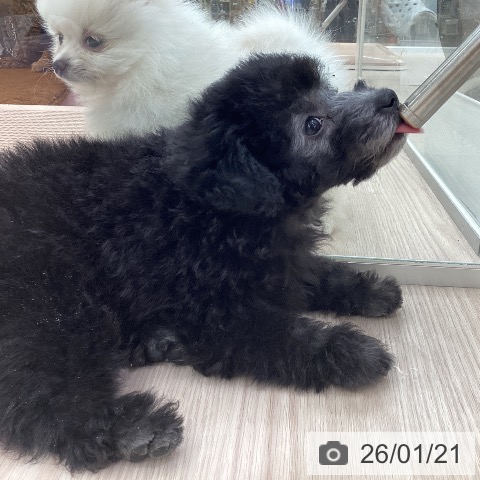 愛知県のトイプードル(トイ) (ペットプラス 豊田店/2025年11月18日生まれ/女の子/シルバー)の子犬の4枚目の画像