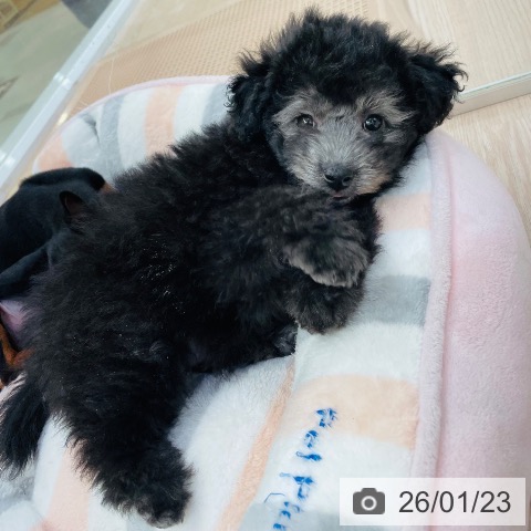愛知県のトイプードル(トイ) (ペットプラス 豊田店/2025年11月18日生まれ/女の子/シルバー)の子犬の4枚目の画像