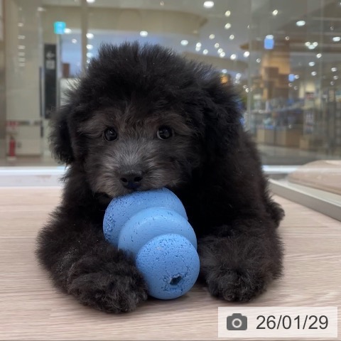 愛知県のトイプードル(トイ) (ペットプラス 豊田店/2025年11月18日生まれ/女の子/シルバー)の子犬の4枚目の画像