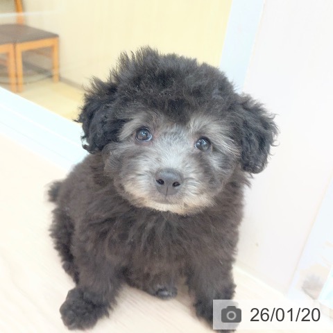 愛知県のトイプードル(トイ) (ペットプラス 豊田店/2025年11月18日生まれ/女の子/シルバー)の子犬の3枚目の画像