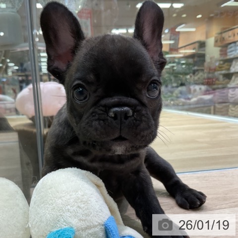 愛知県のフレンチブルドッグ (ペットプラス 岡崎店/2025年11月20日生まれ/男の子/ブリンドル)の子犬の3枚目の画像