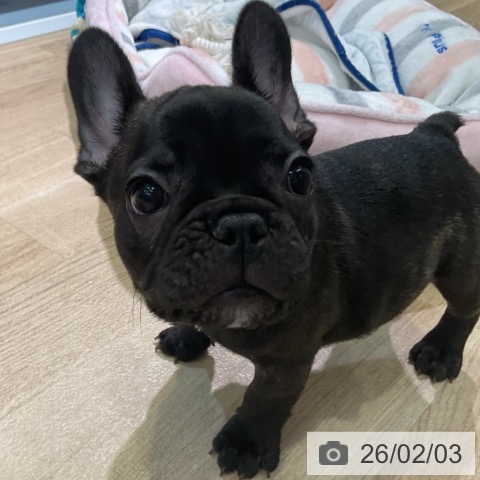 愛知県のフレンチブルドッグ (ペットプラス 岡崎店/2025年11月20日生まれ/男の子/ブリンドル)の子犬の3枚目の画像